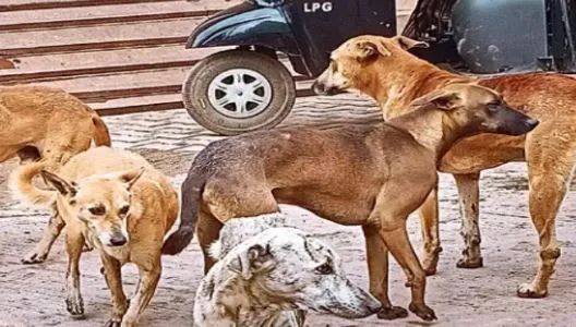 आवारा कुत्तों ने नोंच-नोंच कर सात साल के बच्चे को मार डाला, कौन है इसके लिए जिम्मेदार? आवारा कुत्तों ने नोंच-नोंच कर सात साल के बच्चे को मार डाला, कौन है इसके लिए जिम्मेदार?