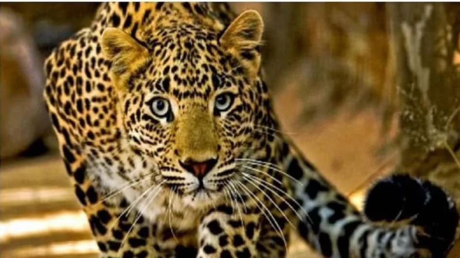 गुजरात के अमरेली में तेंदुए ने 80 साल की बुजुर्ग पर किया हमला, महिला की मौत गुजरात के अमरेली में तेंदुए ने 80 साल की बुजुर्ग पर किया हमला, महिला की मौत