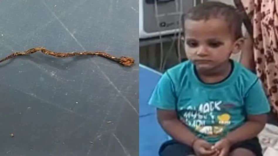3 साल का बच्चा सांप को चॉकलेट समझ कच्चा चबा गया, मासूम बिल्कुल सेफ, सांप की मौत 3 साल का बच्चा सांप को चॉकलेट समझ कच्चा चबा गया, मासूम बिल्कुल सेफ, सांप की मौत