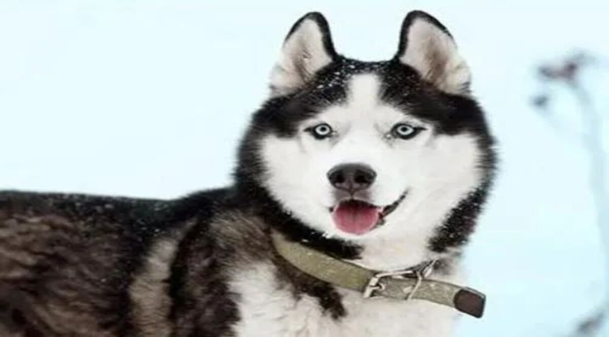 20 घंटे तक कमिश्नर के कुत्ते को ढूंढती रही मेरठ पुलिस! ऐसे मिला कुत्ता? Meerut Commissioner Dog News updates