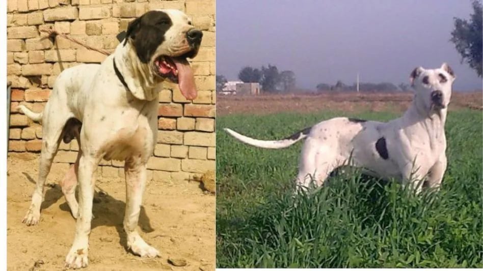 खतरनाक नस्ल के पाकिस्तानी बुल्ली कुत्तों ने गाय को नोंच नोंच कर मार डाला खतरनाक नस्ल के पाकिस्तानी बुल्ली कुत्तों ने गाय को नोंच नोंच कर मार डाला