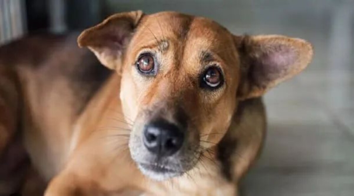 पालतू 'टाइगर' अब किसी को मुंह दिखाने लायक नहीं बचा, पड़ोसी बुड्ढे ने कर दिया रेप, वीडियो हो गया वायरल पड़ोसी के कुत्ते को एक बुजुर्ग ने बनाया अपनी हवस का शिकार