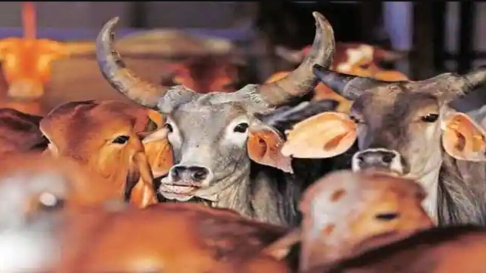 हरियाणा पुलिस ने गोहत्या के आरोपी दो लोगों के मकान गिराए हरियाणा पुलिस ने गोहत्या के आरोपी दो लोगों के मकान गिराए