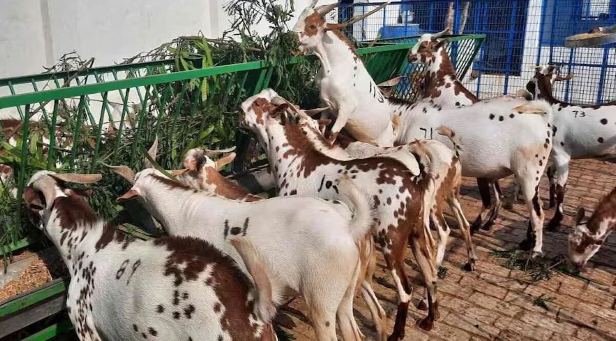 अब कैसे होगी कुर्बानी ? एक चाय की चुस्की की वजह से चोरी हो गए बकरे, थाने में हुआ मामला दर्ज Social Media