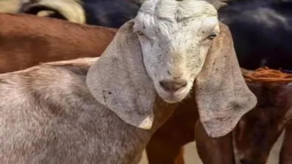 एक शख्स के गले में अटक गई बकरे की आंख, हुई दर्दनाक मौत एक शख्स के गले में अटक गई बकरे की आंख, हुई दर्दनाक मौत