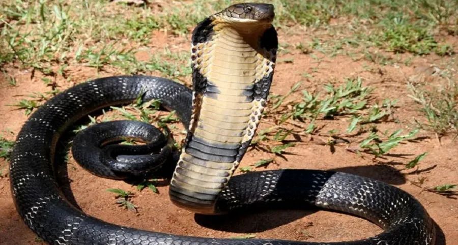 रसोई में खाना पका रही थी नई नवेली दुल्हन, जहरीले सांप ने डसा, युवती की मौत रसोई में खाना पका रही थी नई नवेली दुल्हन, जहरीले सांप ने डसा, युवती की मौत