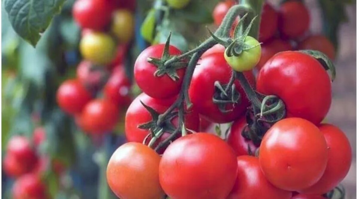 बेंगलुरु के पास तीन लाख के टमाटरों की लूट, तीन बदमाश 2.5 टन टमाटर से लदा ट्रक ले भागे जांच में जुटी पुलिस