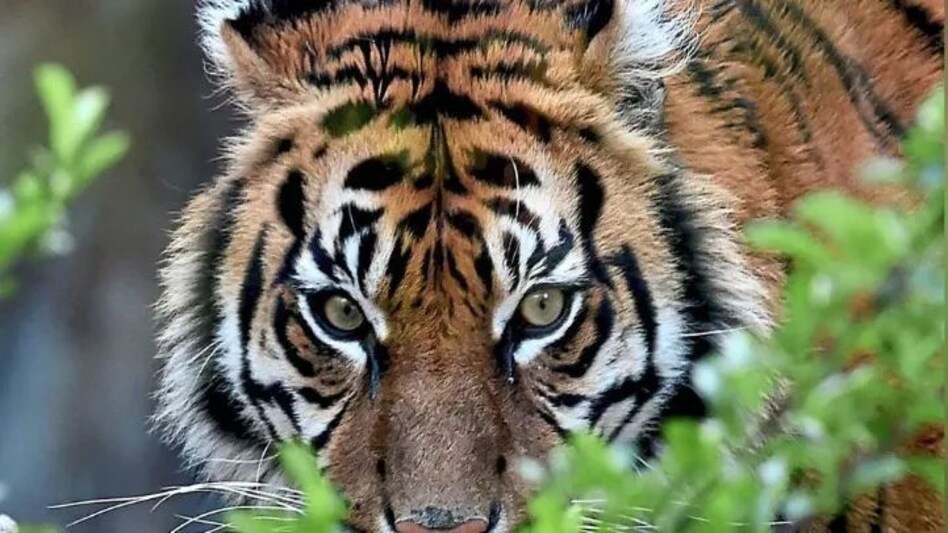 महाराष्ट्र के चंद्रपुर में बाघ का हमला, दो लोगों की मौत, साल 2023 में बाघ ने मार डाले 12 लोग महाराष्ट्र के चंद्रपुर में बाघ का हमला, दो लोगों की मौत, साल 2023 में बाघ ने मार डाले 12 लोग