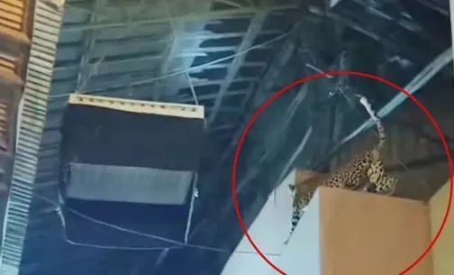 मुंबई की फिल्म सिटी में तेंदुआ दिखने से दहशत मुंबई की फिल्म सिटी में तेंदुआ दिखने से दहशत