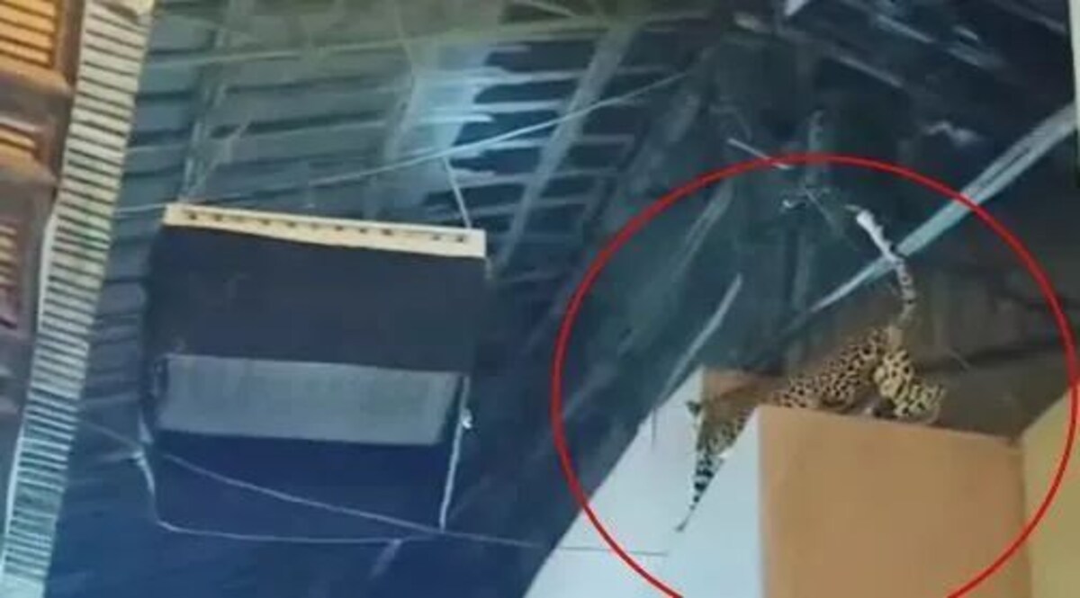 मुंबई की फिल्म सिटी में तेंदुआ दिखने से दहशत Mumbai Leopard Latest News