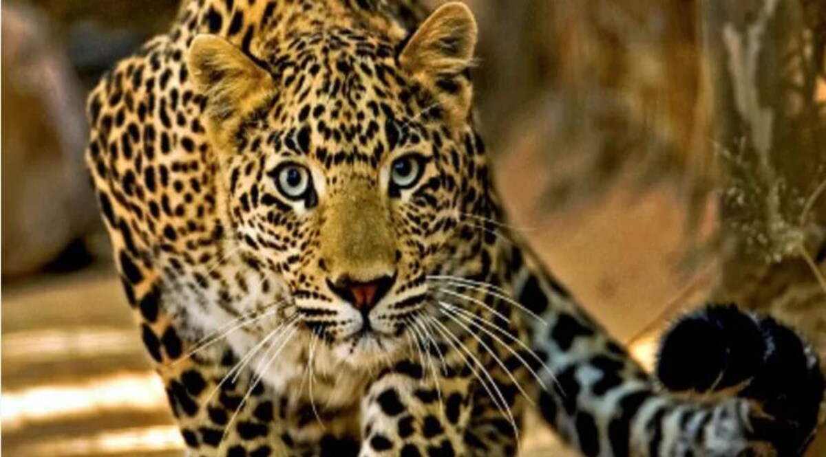 गुजरात के गिर सोमनाथ जिले में तेंदुए ने दो साल के बच्चे की जान ली, 500 मीटर दूर मिला शव जांच जारी