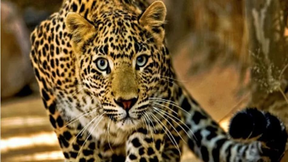 गुजरात के गिर सोमनाथ जिले में तेंदुए ने दो साल के बच्चे की जान ली, 500 मीटर दूर मिला शव गुजरात के गिर सोमनाथ जिले में तेंदुए ने दो साल के बच्चे की जान ली, 500 मीटर दूर मिला शव