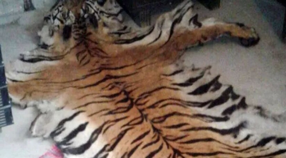 बाघ की खाल और हड्डियों की तस्करी के आरोप में मां-बेटा गिरफ्तार जांच जारी