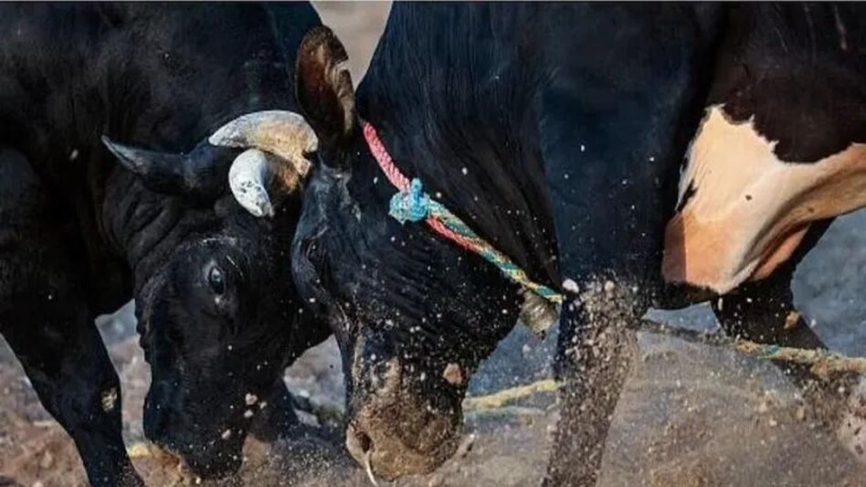 यूपी के गोंडा में सांड के हमले में किसान की मौत, मचान से गिरा कर मार डाला यूपी के गोंडा में सांड के हमले में किसान की मौत, मचान से गिरा कर मार डाला