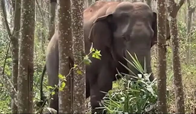 जंगल के हाथी ने ढूंढ़ निकाली 'ड्रग्स', सोशल मीडिया पर हैरान करने वाला वीडियो वायरल चीन के जंगल में हाथी ने ढूंढ़ निकाला ड्रग्स से भरा बैग