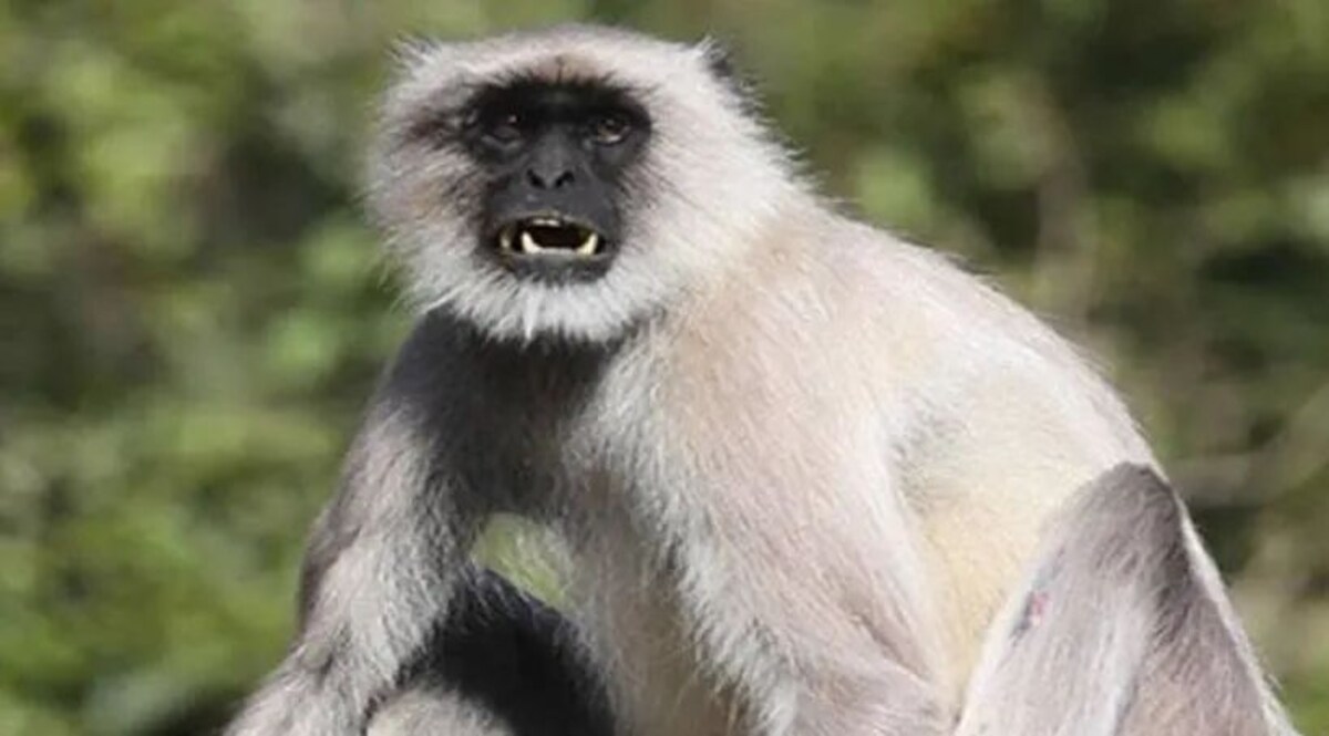 जी20 सम्मेलन में बंदरों से निपटने का इंतजाम, लंगूर की आवाज निकालने वाले तैनात होंगे, कटआउट लगेंगे फाइल फोटो
