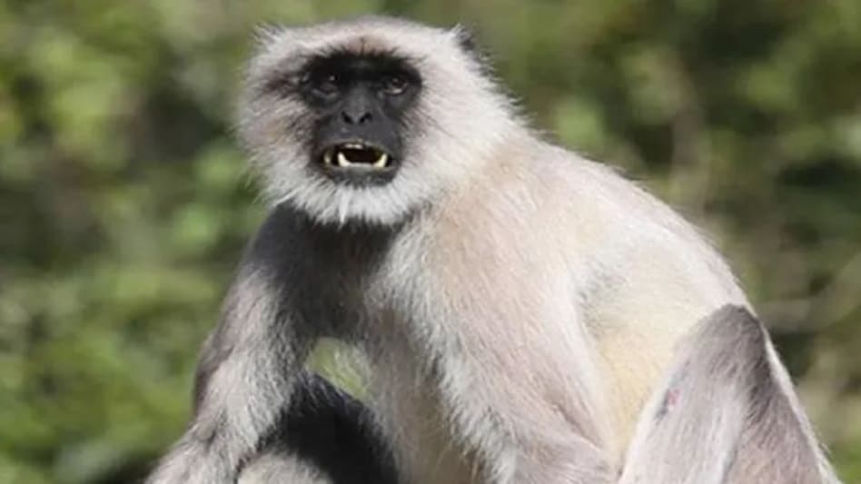 जी20 सम्मेलन में बंदरों से निपटने का इंतजाम, लंगूर की आवाज निकालने वाले तैनात होंगे, कटआउट लगेंगे जी20 सम्मेलन में बंदरों से निपटने का इंतजाम, लंगूर की आवाज निकालने वाले तैनात होंगे, कटआउट लगेंगे