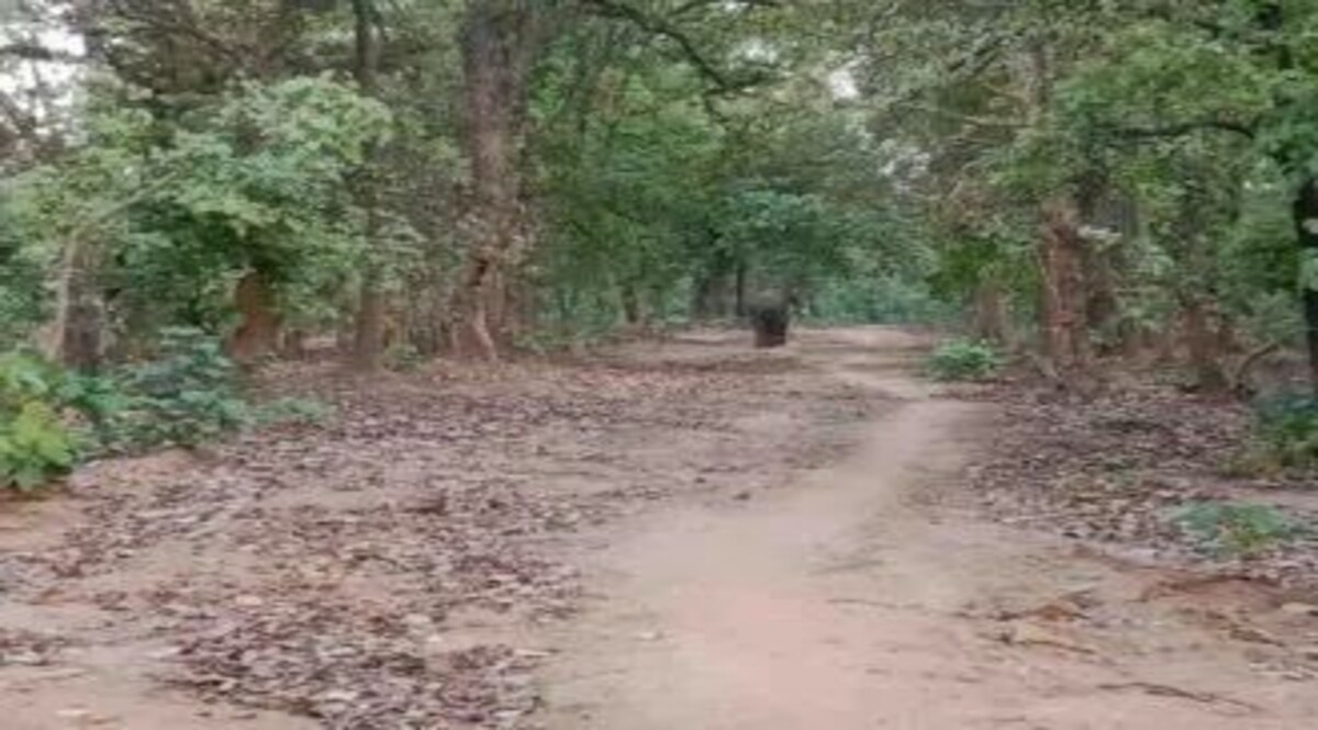 एक सप्ताह में जंगली जानवर के हमले में दो बच्चों की मौत के बाद वन विभाग अलर्ट UP Wild Animals News