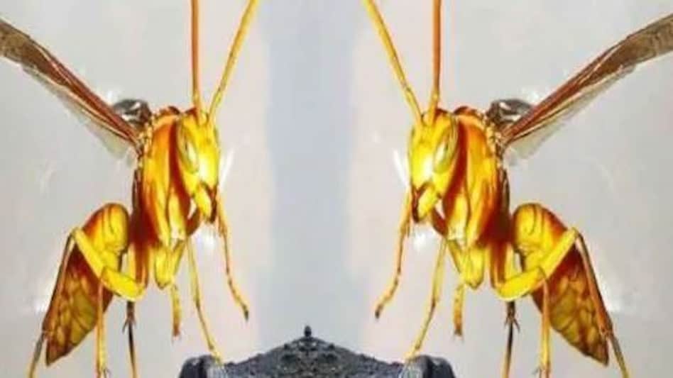 केरल में ततैयों के डंक से एक व्यक्ति की मौत; सात अन्य घायल केरल में ततैयों के डंक से एक व्यक्ति की मौत; सात अन्य घायल