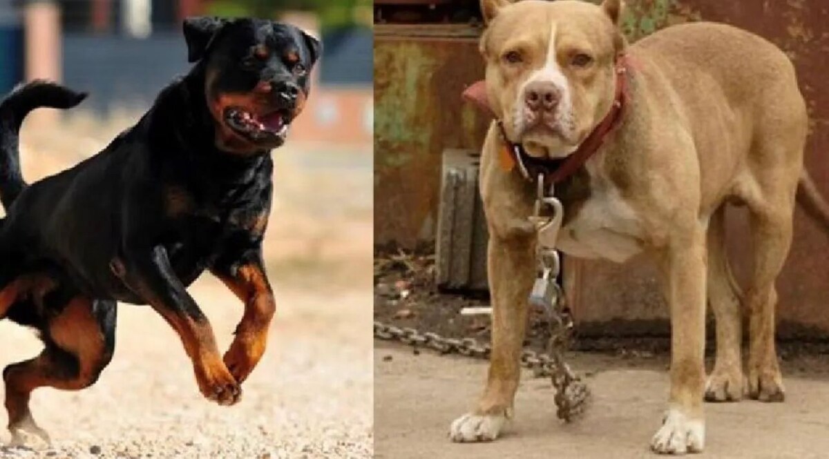 सोलापुर में दो पिटबुल टेरियर्स का जानलेवा हमला, हमले में मजदूर गंभीर रूप से घायल Photo