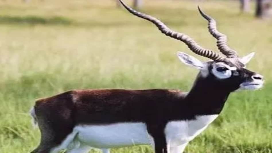 कोटा में काले हिरण का शिकार करने के आरोप में दो लोग गिरफ्तार कोटा में काले हिरण का शिकार करने के आरोप में दो लोग गिरफ्तार