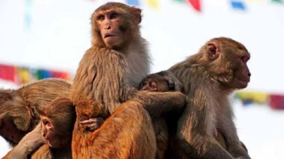 फिरोजाबाद में बंदरों ने रोकी ट्रेनें, रेलवे स्टेशन पर बंदरों का आतंक, घंटों रुकी रहीं राजधानी समेत कई ट्रेनें फिरोजाबाद में बंदरों ने रोकी ट्रेनें, रेलवे स्टेशन पर बंदरों का आतंक, घंटों रुकी रहीं राजधानी समेत ...