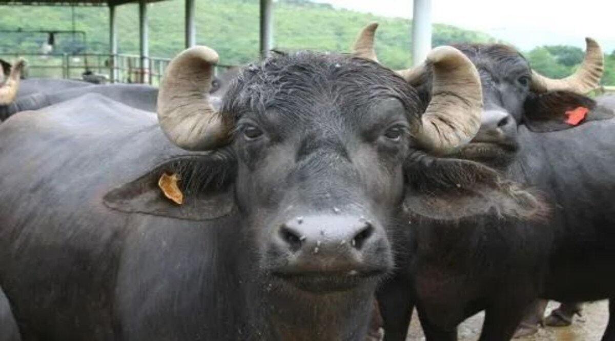 झारखंड : भैंस बनी हत्या की वजह, ये मामला हैरान कर देगा! Symbolic Image