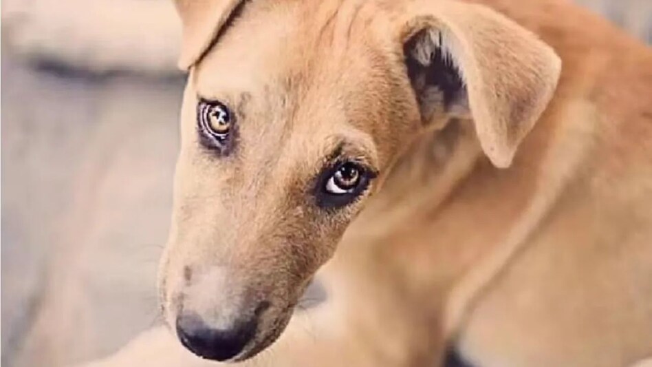 नोएडा में प्रेग्नेंट फीमेल डॉग के साथ कुकर्म, तीसरी मंज़िल से डॉगी को नीचे फेका, मादा श्वान के साथ कुकृत्य करने वाला गिरफ़्तार नोएडा में प्रेग्नेंट फीमेल डॉग के साथ कुकर्म, तीसरी मंज़िल से डॉगी को नीचे फेका, मादा श्वान के साथ ...