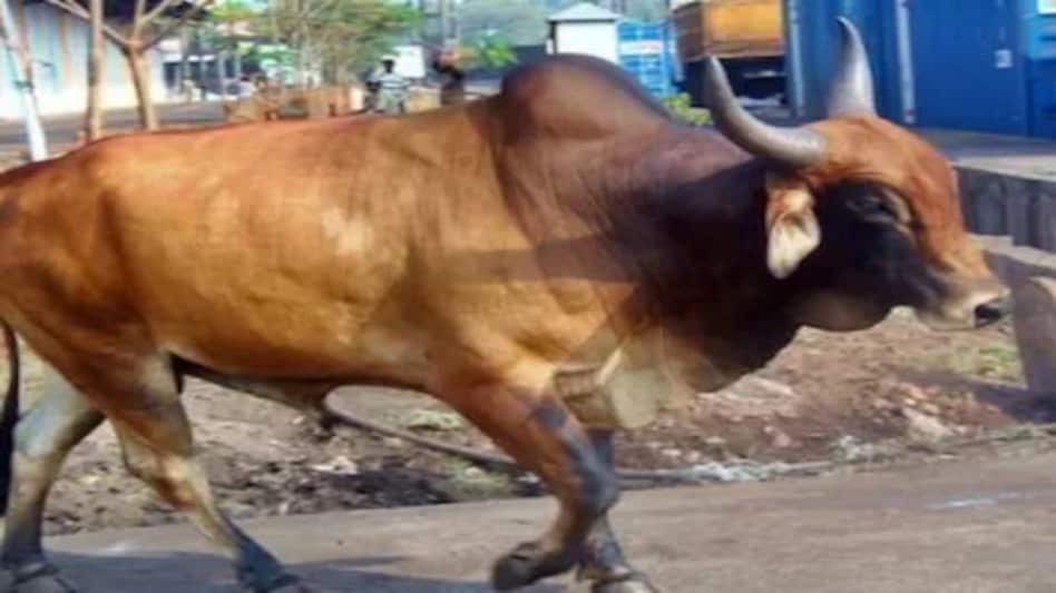 बिजनौर में मोटरसाइकिल पशु से टकराई, वाहन सवार तीन युवकों की मौत बिजनौर में मोटरसाइकिल पशु से टकराई, वाहन सवार तीन युवकों की मौत