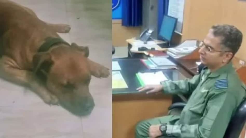 Dog Bite: कुत्ते ने एयरफोर्स अफसर को काटा, शिकायत करने घर गए तो फिर काट लिया! Dog Bite: कुत्ते ने एयरफोर्स अफसर को काटा, शिकायत करने घर गए तो फिर काट लिया!