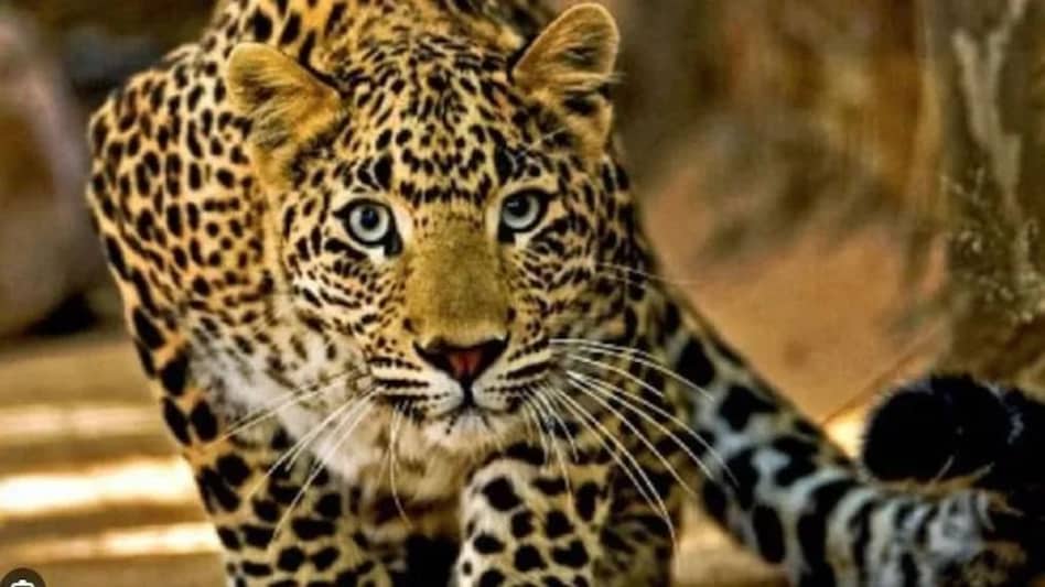 उत्तर प्रदेश के बलरामपुर में 6 साल के बच्चे को उठा ले गया तेंदुआ, गन्ने के खेत में मिली लाश उत्तर प्रदेश के बलरामपुर में 6 साल के बच्चे को उठा ले गया तेंदुआ, गन्ने के खेत में मिली लाश