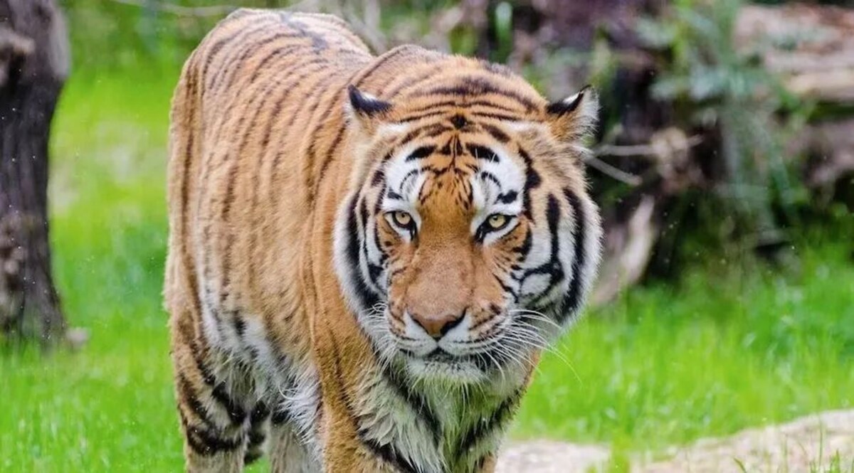 पीलीभीत में बाघ के हमले में किसान की मौत, आक्रोशित ग्रामीणों ने शव सड़क पर रखकर जाम लगाया जांच जारी