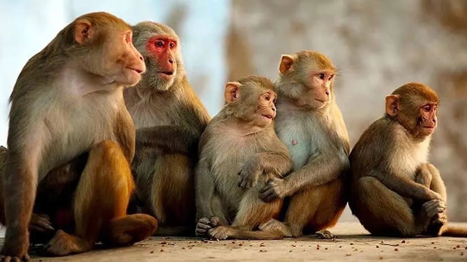 Gujarat : खूनी बंदरों के झुंड ने 10 साल के बच्चे का पेट फाड़ा फिर आंतें निकाली, मौत Gujarat : खूनी बंदरों के झुंड ने 10 साल के बच्चे का पेट फाड़ा फिर आंतें निकाली, मौत