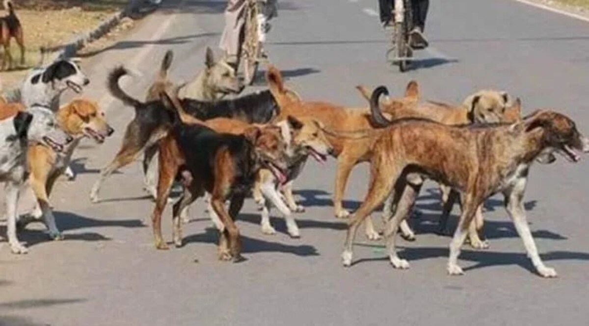 मां को ढूंढने गए 5 साल के मासूम बच्चे को कुत्तों ने नोच-नोच कर मार डाला, बरेली में कुत्तों का आतंक जांच जारी