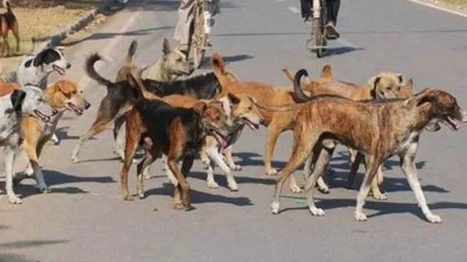 मां को ढूंढने गए 5 साल के मासूम बच्चे को कुत्तों ने नोच-नोच कर मार डाला, बरेली में कुत्तों का आतंक मां को ढूंढने गए 5 साल के मासूम बच्चे को कुत्तों ने नोच-नोच कर मार डाला, बरेली में कुत्तों का आतंक