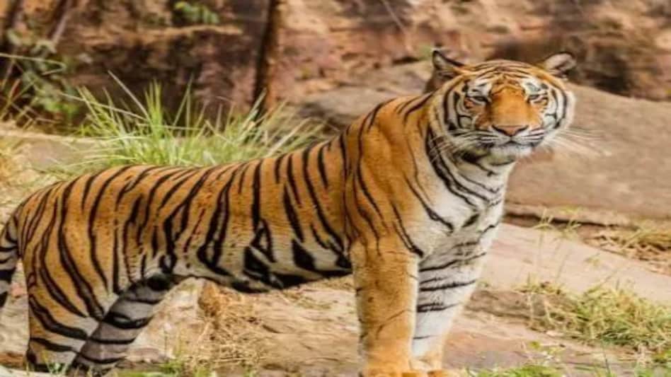 महाराष्ट्र के गढ़चिरौली में बाघ की खाल के साथ दो लोग गिरफ्तार महाराष्ट्र के गढ़चिरौली में बाघ की खाल के साथ दो लोग गिरफ्तार