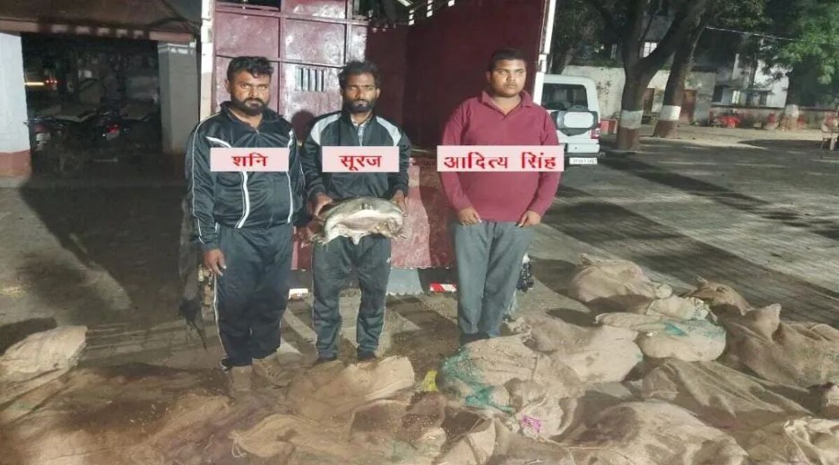 कछुओं की कैलिपी से बनाते हैं सेक्सवर्धक दवाएं, कछुओं की तस्करी करने वाले गैंग का भंडाफोड़, दुर्लभ प्रजाति के 741 कछुए बरामद जांच में जुटी पुलिस