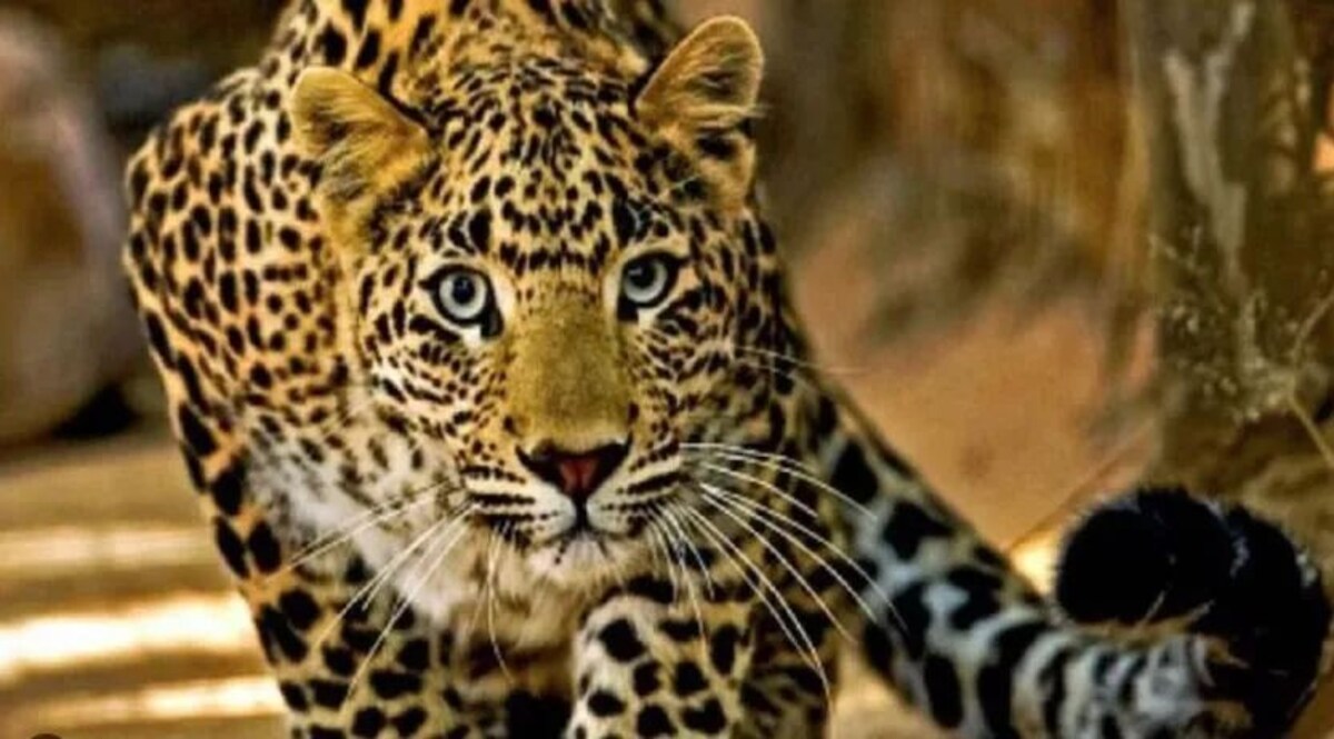 यूपी के बलरामपुर में नौ साल के बच्चे को उठा ले गया तेंदुआ, झाड़ियों में मिली लाश जांच जारी