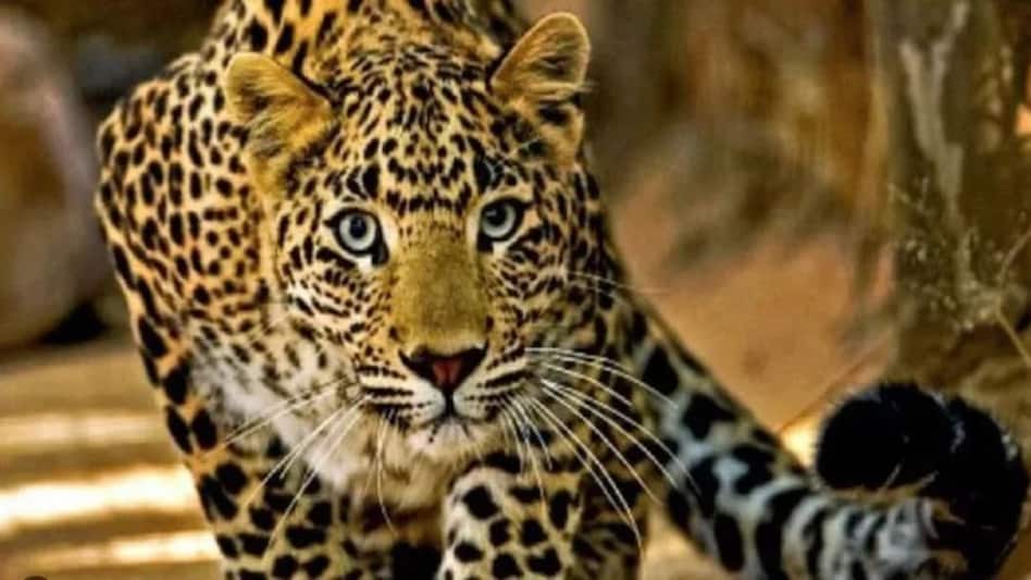 यूपी के बलरामपुर में नौ साल के बच्चे को उठा ले गया तेंदुआ, झाड़ियों में मिली लाश यूपी के बलरामपुर में नौ साल के बच्चे को उठा ले गया तेंदुआ, झाड़ियों में मिली लाश