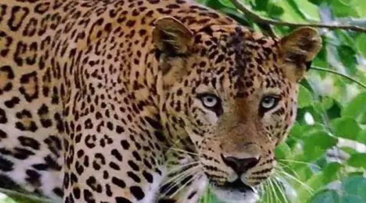 बिजनौर में नरभक्षी तेंदुए का आतंक, 13 साल की बच्ची को बनाया अपना 19 वां शिकार सांकेतिक तस्वीर