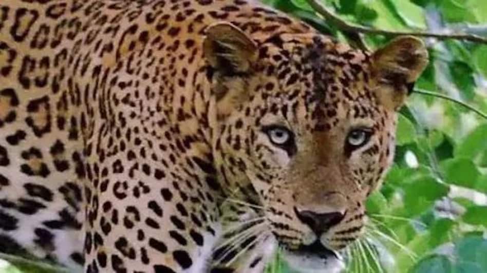 बिजनौर में नरभक्षी तेंदुए का आतंक, 13 साल की बच्ची को बनाया अपना 19 वां शिकार बिजनौर में नरभक्षी तेंदुए का आतंक, 13 साल की बच्ची को बनाया अपना 19 वां शिकार