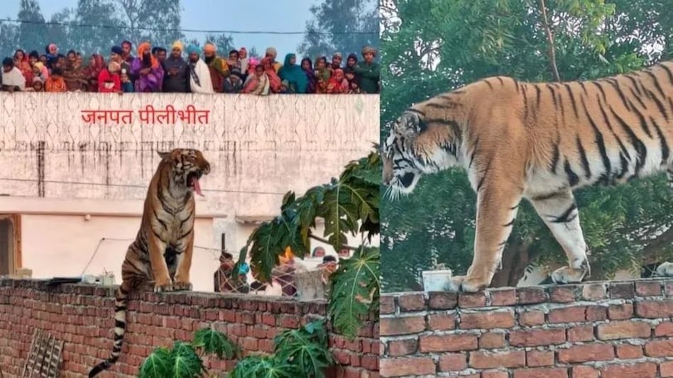 Video : यूपी के पीलीभीत में 6 घंटे दीवार और छत पर घूमता रहा बाघ! Video : यूपी के पीलीभीत में 6 घंटे दीवार और छत पर घूमता रहा बाघ!