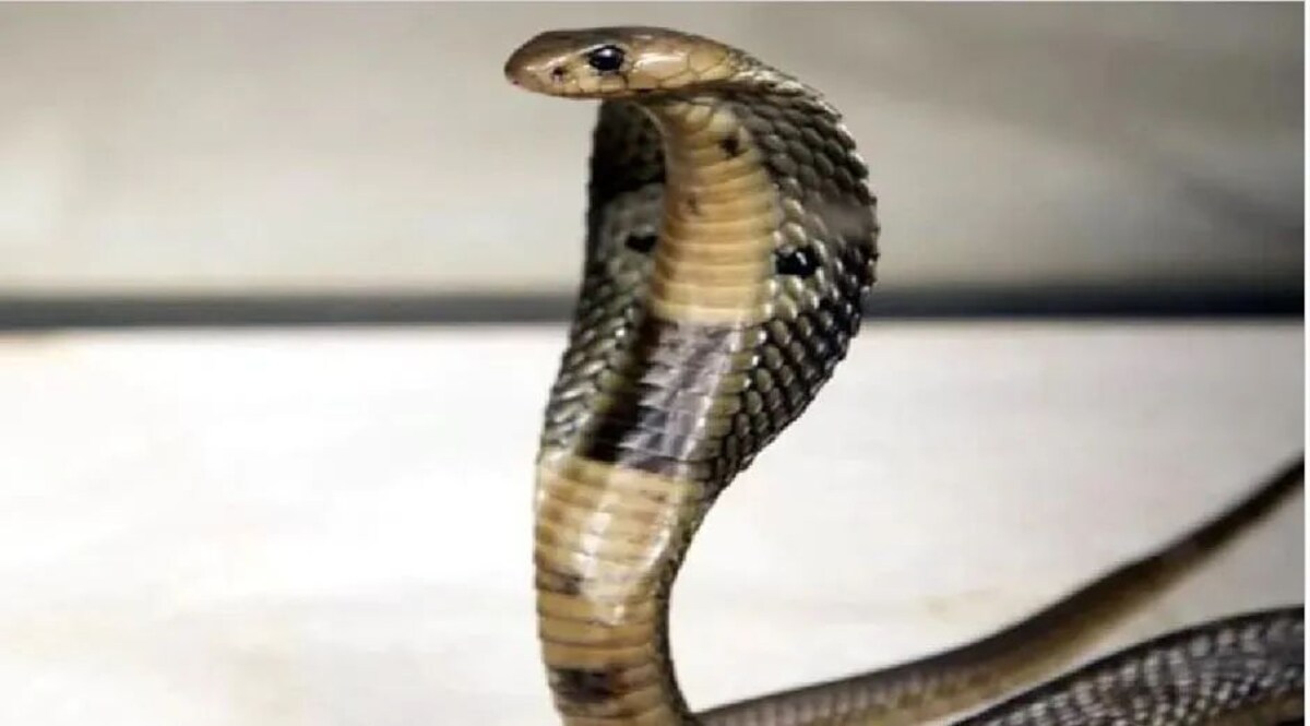 घर में सांप रेस्क्यू करने गए फॉरेस्ट अफसर को जहरीले सांप ने डसा, सांप के काटने से वन अधिकारी की मौत जांच जारी