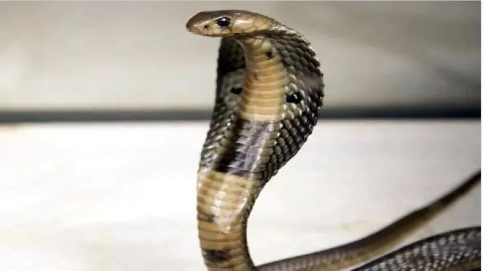 घर में सांप रेस्क्यू करने गए फॉरेस्ट अफसर को जहरीले सांप ने डसा, सांप के काटने से वन अधिकारी की मौत घर में सांप रेस्क्यू करने गए फॉरेस्ट अफसर को जहरीले सांप ने डसा, सांप के काटने से वन अधिकारी की मौत...