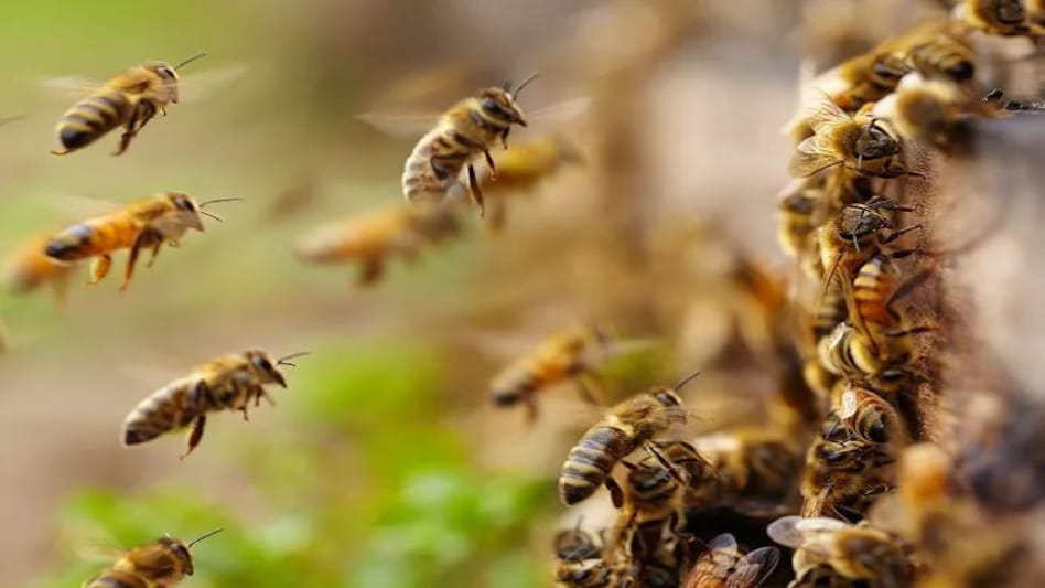 असम : मधुमक्खियों के हमले में एक व्यक्ति की मौत, तीन गंभीर रूप से घायल असम : मधुमक्खियों के हमले में एक व्यक्ति की मौत, तीन गंभीर रूप से घायल