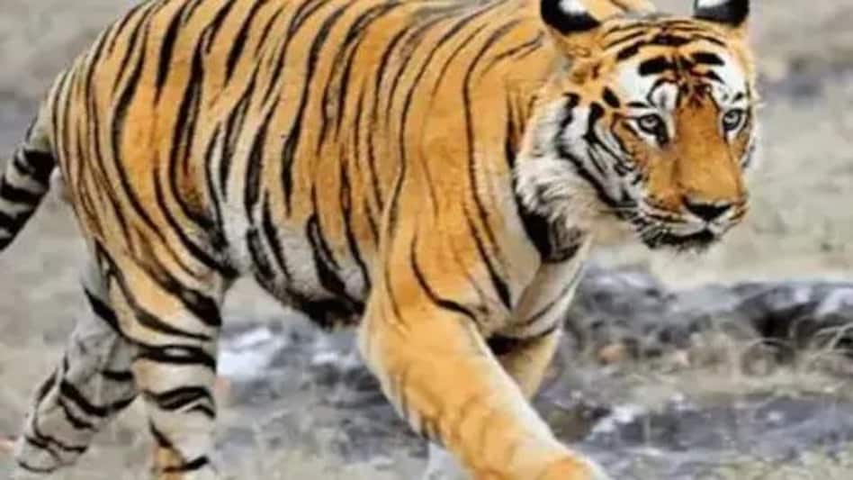 MP News: बांधवगढ़ National Park में मरा मिला बाघ, एक हफ्ते में दूसरी घटना MP News: बांधवगढ़ National Park में मरा मिला बाघ, एक हफ्ते में दूसरी घटना