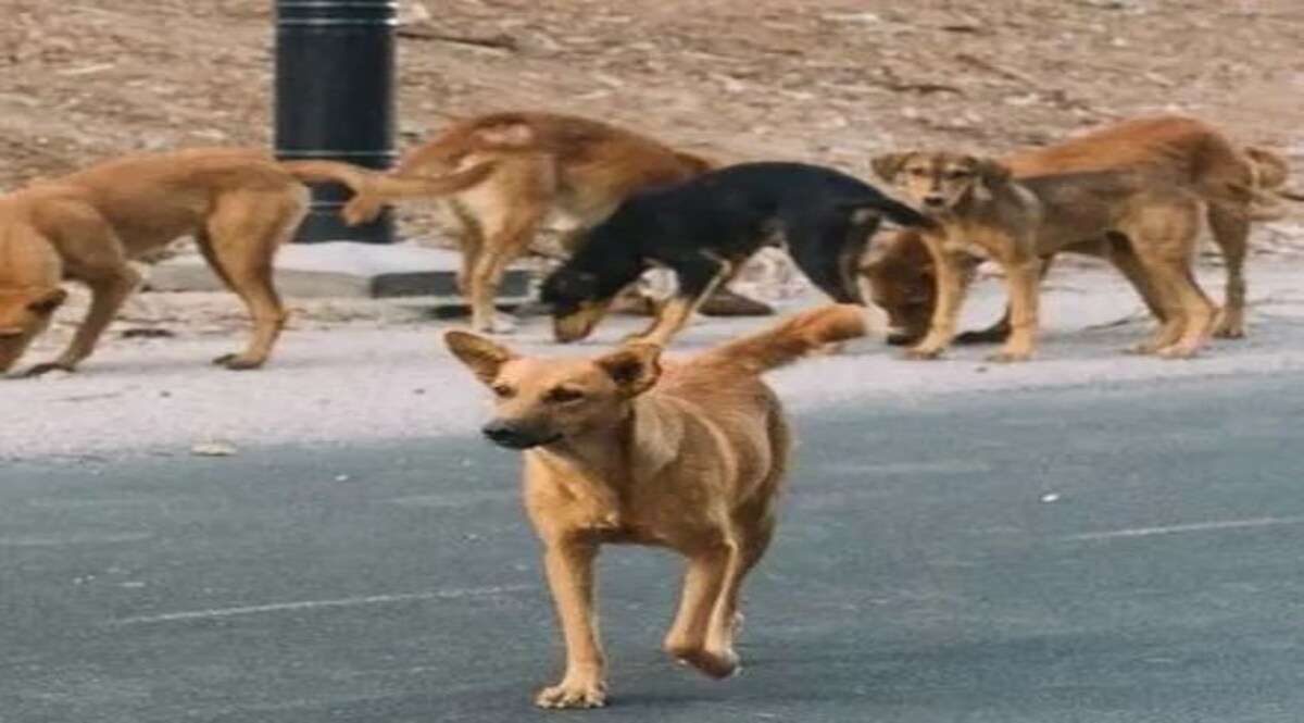 एमपी के भोपाल में आवारा कुत्तों का आतंक, एक दिन में 40 लोगों को काटा, शहर में कुत्तों से दहशत जांच जारी