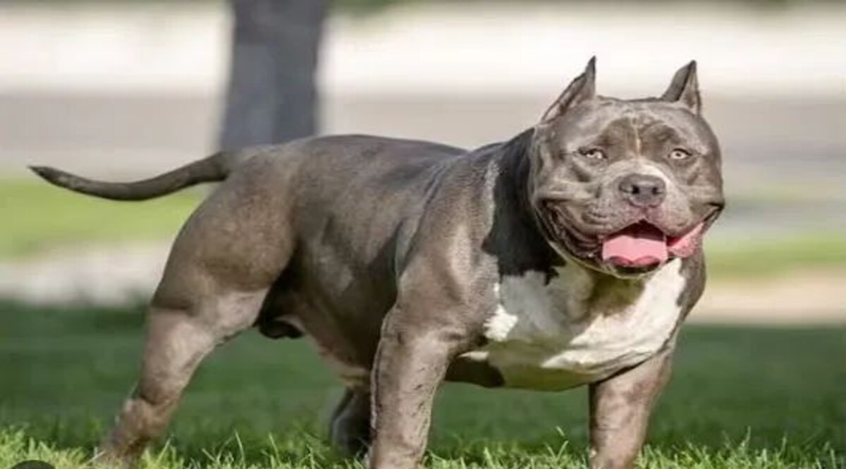 'हड्डियों का पाउडर बन जाता है' अमेरिकन बुली डॉग के काटने पर, ऐसे हुई इस खतरनाक डॉग्स की 'ब्रीडिंग' अमेरिकन बुली डॉग के हमले की एक और खबर से दहली दिल्ली