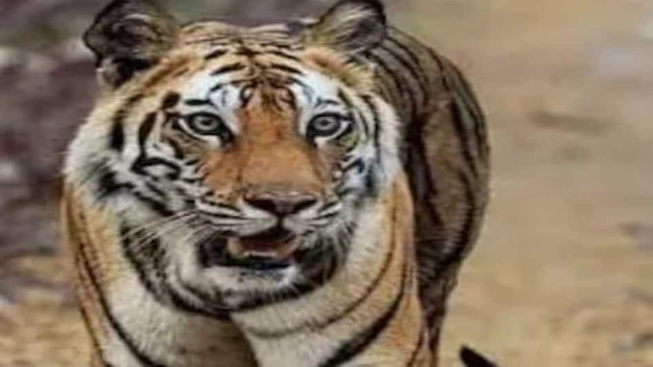 Haryana Rewari: रेवाड़ी में घुसा टाइगर, दो दिनों में बुजुर्ग और वन अधिकारी को बनाया निशाना Haryana Rewari: रेवाड़ी में घुसा टाइगर, दो दिनों में बुजुर्ग और वन अधिकारी को बनाया निशाना