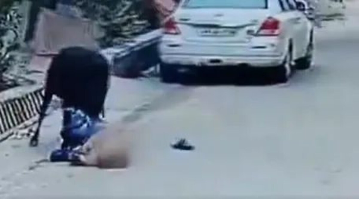 Video: यूपी के Bareilly में सांड ने बुजुर्ग को मार डाला! सपा ने सरकार पर सवाल उठाए, बुजुर्ग की मौत का जिम्मेदार कौन? यूपी के बरेली में सांड ने एक बुजुर्ग को मार डाला